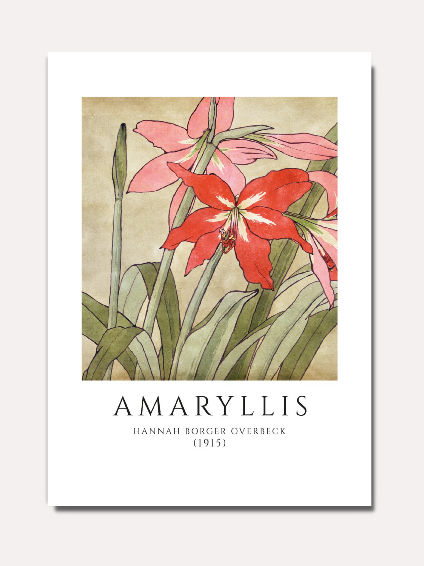 Hannah Borger Overbeck - Amarylis